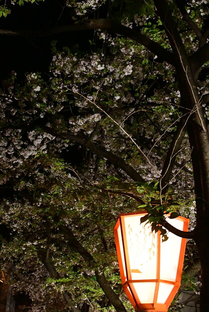 木屋町の夜桜