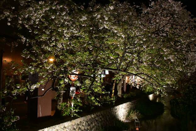 木屋町の夜桜