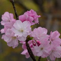 写真: 笹部桜（ササベザクラ）