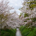 写真: 松ヶ崎疎水の桜