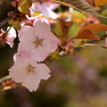 栖鳳池脇の桜