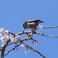 写真: 枝垂れ桜にエナガッチ