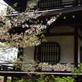 写真: 観音堂と桜