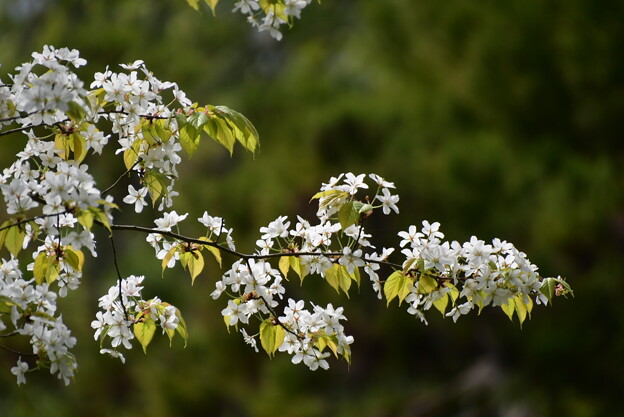 写真: 霞桜（カスミザクラ）