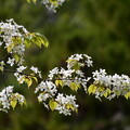 写真: 霞桜（カスミザクラ）
