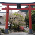 写真: 吉利倶（きちりく）八幡宮の桜