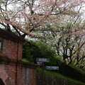 写真: ねじりまんぽの桜