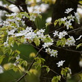 霞桜（カスミザクラ）