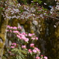 写真: 染井吉野と石楠花