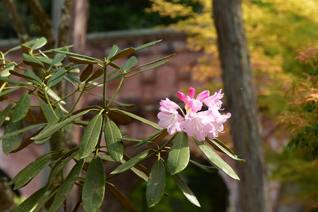 写真: 水路閣の石楠花（シャクナゲ）