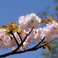 写真: 出水広場の桜