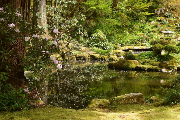 池の散り桜