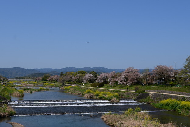 桜の賀茂川