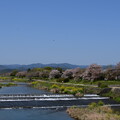 写真: 桜の賀茂川