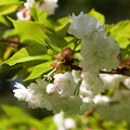写真: 土御門邸跡の桜