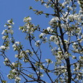 写真: 西洋実桜（セイヨウミザクラ）