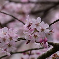 大山桜（オオヤマザクラ）？