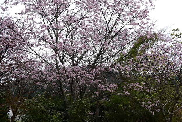 大山桜（オオヤマザクラ）？