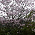 写真: 大山桜（オオヤマザクラ）？