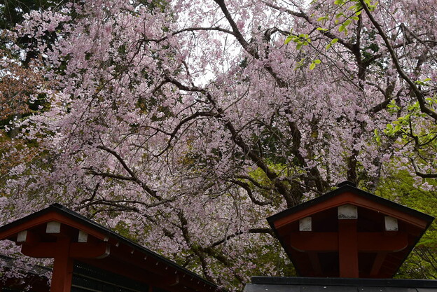 写真: 小観音堂の桜