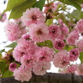 写真: 兼六園菊桜（ケンロクエンキクザクラ）