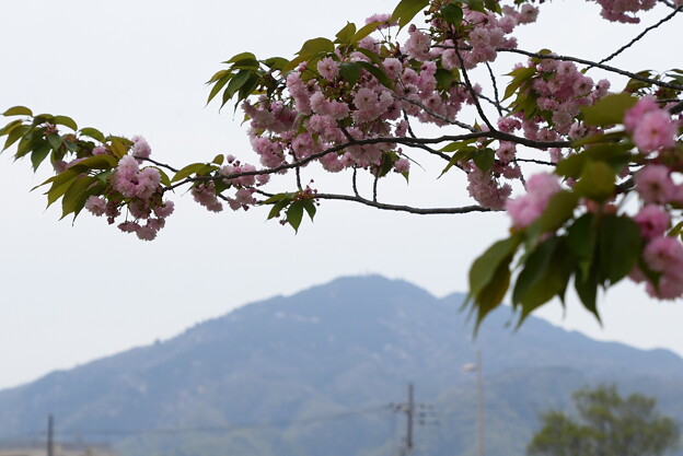 写真: 比叡山と兼六園菊桜