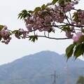 写真: 比叡山と兼六園菊桜