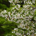 写真: 八瀬川脇の桜