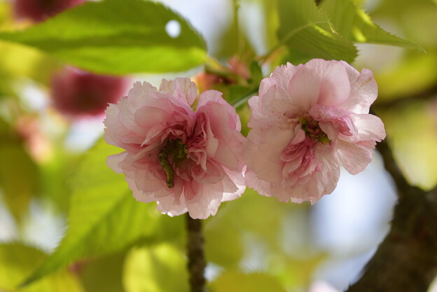 （六高）菊桜（ロッコウキクザクラ）