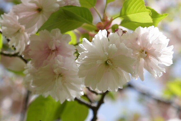 鎌足桜（カマタリザクラ）