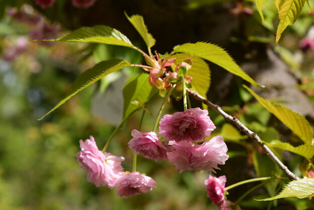 写真: （六高）菊桜（ロッコウキクザクラ）