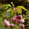 写真: （六高）菊桜（ロッコウキクザクラ）