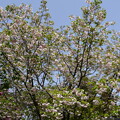 写真: 鎌足桜（カマタリザクラ）