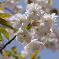 写真: 渦桜（ウズザクラ）