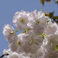 写真: 渦桜（ウズザクラ）