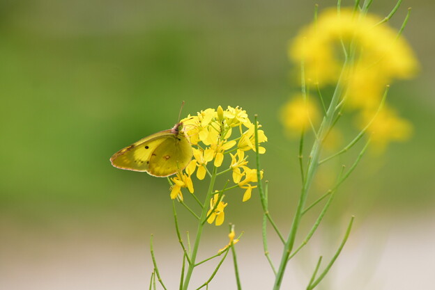 写真: 菜の花と紋黄蝶（モンキチョウ）