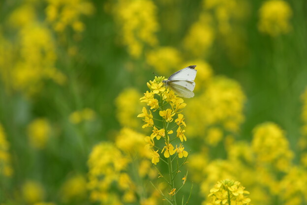 写真: 菜の花と紋白蝶（モンシロチョウ）