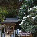 写真: 三宝荒神社の石楠花（シャクナゲ）