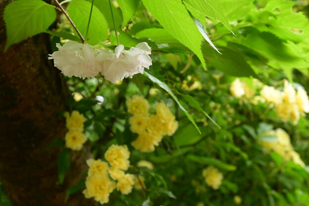 写真: 黄木香薔薇と松月（ショウゲツ）