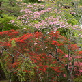 写真: 霧島躑躅と花水木（ハナミズキ）