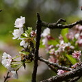 写真: 勾玉池脇の桜