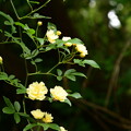 写真: 黄木香薔薇（キモッコウバラ）