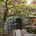 写真: 千本ゑんま堂の桜風景
