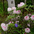 写真: 石楠花と鳶尾