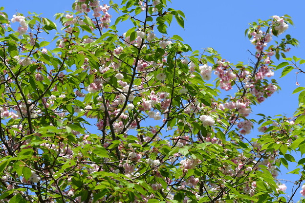 鎌足桜（カマタリザクラ）