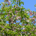 写真: 鎌足桜（カマタリザクラ）