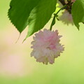 奈良の八重桜（ナラノヤエザクラ）