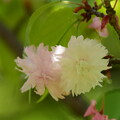 写真: 奈良の八重桜（ナラノヤエザクラ）