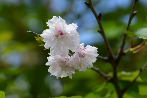 八天桜（ハッテンザクラ）