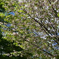 写真: 与野の八重桜（ヨノノヤエザクラ）
